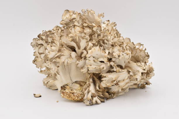 Maitake Mushroom on White stock photo