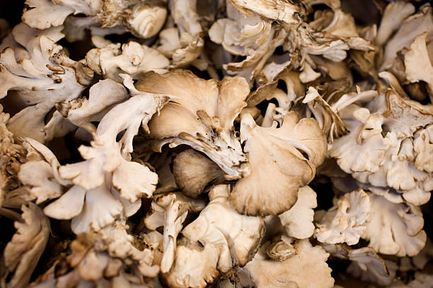 maitake mushrooms stock photo