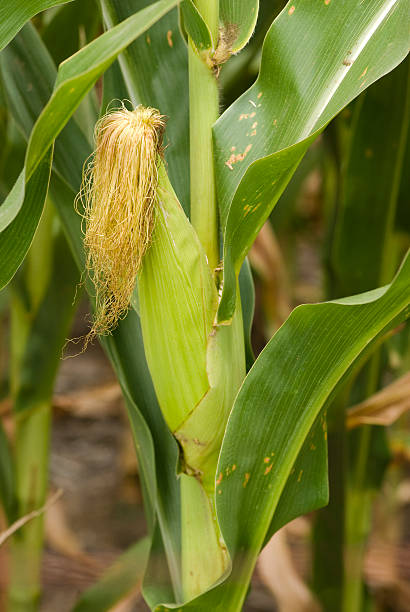 Maize-ear stock photo