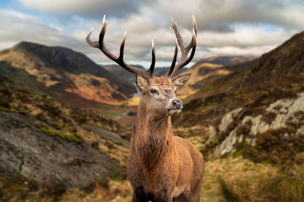 Majestic Autumn Fall landscape of red deer stag in front of mountain landscape in background stock photo