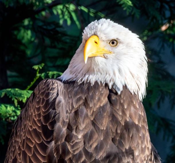 Majestic Bald Eagle Head and Shoulders. stock photo