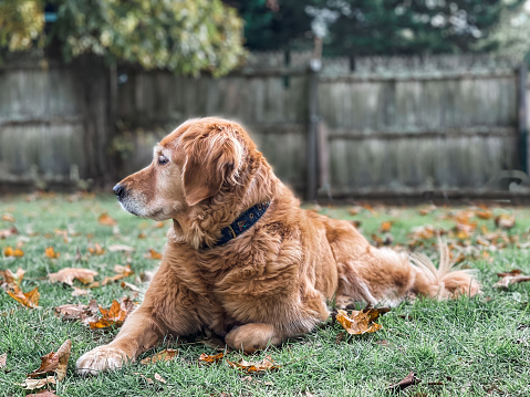 Beautiful senior golden retriever dog sitting on the lawn amongst fall leaves
