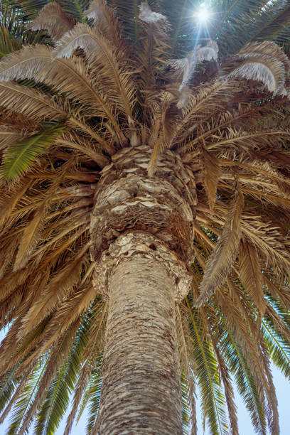 Majestic Palm Tree stock photo