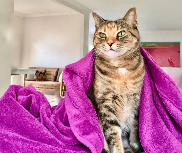 Majestic Pampered Pet Cat in Majenta Bath Robe Horizontal purring tabby cat portrait of pampered pet in magenta purple pink color robe with green eyes free jpeg images stock pictures, royalty-free photos & images