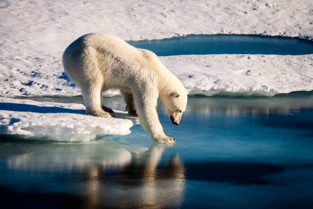 Majestic polar bear touching sea surface A beautiful polar bear is carefully touching the sea surface in order to cross a melt pond in the high Arctic Ocean, which is strongly influenced by climate change. endangered species photos stock pictures, royalty-free photos & images