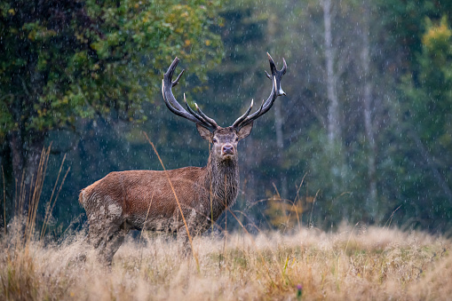 Male red deer (sixteen-pointer) during the rut in autumn in the forest of the Carpathian mountains.
