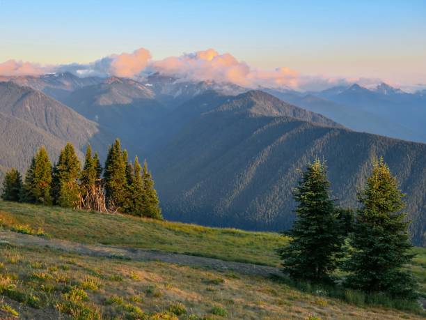 Majestic Valley at Sunset in Olympic National Park Hurricane Ridge, the Olympic National Park, Washington. olympic national park stock pictures, royalty-free photos & images