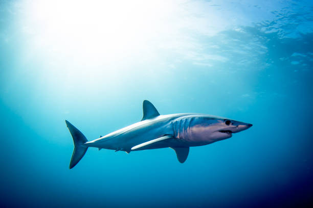 Mako Shark stock photo
