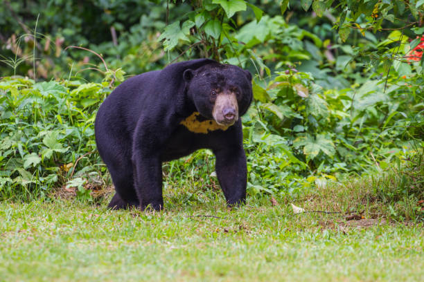 Malayan sun bear, Honey bear in real nature