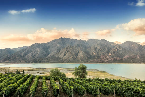 Malbec vineyard in the Andes mountain range, Mendoza province, Argentina. Beautiful Malbec vineyard high in the Andes mountain range. Lujan de Cuyo, Mendoza, Argentina. argentina stock pictures, royalty-free photos & images