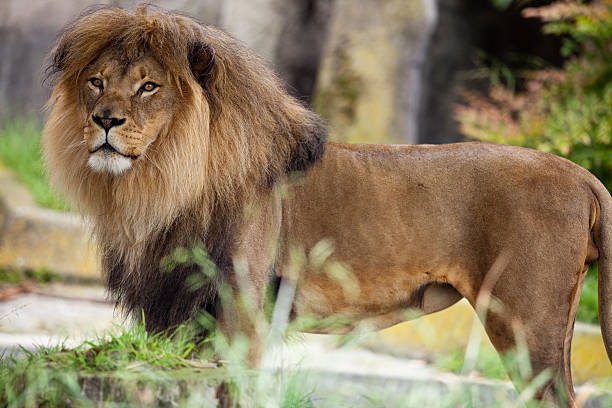 A photograph depicts a male African lion.