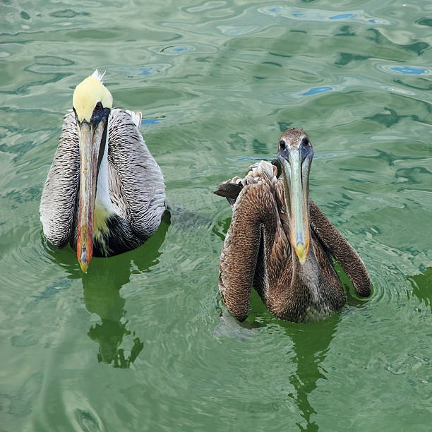 Male and Female Brown Pelicans stock photo