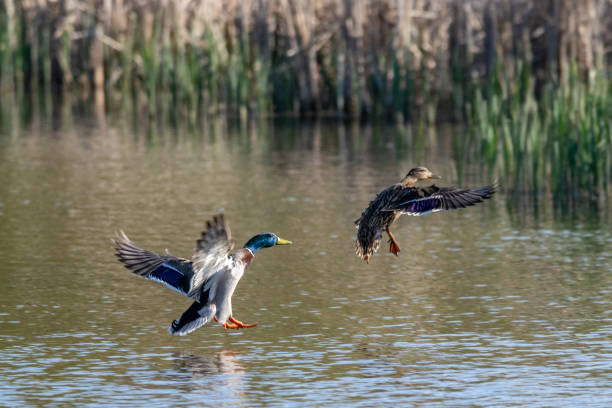 Photo of Male and female mallard duck coming into land on lake water