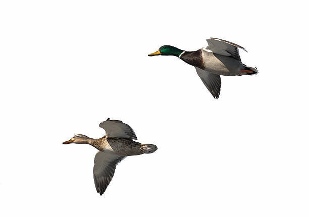 Male and Female Mallard ducks in Flight on white background stock photo