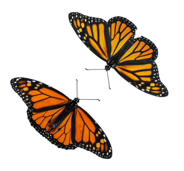 흰색 배경에 고립 된 남성과 여성 군주 나비 - 수컷 뉴스 사진 이미지