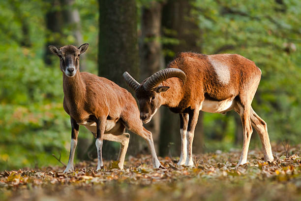 Male and female mouflon stock photo