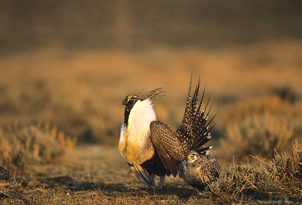 Male and Female Sage Grouse stock photo