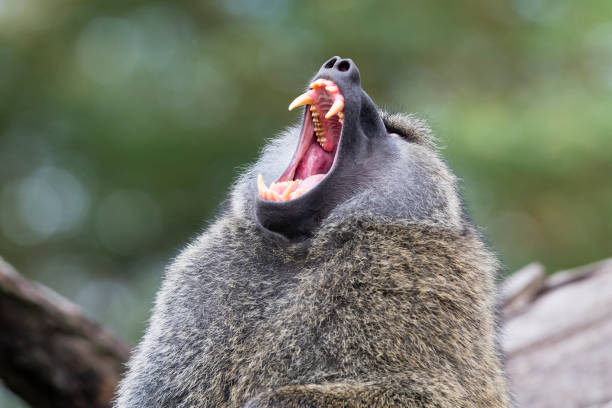 Male Baboon screaming, Kenya, Africa, Lake Nakuru Close-up of a baboon screaming and showing teeth. lake nakuru national park stock pictures, royalty-free photos & images