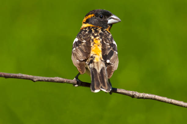 Male Black Headed Grosbeak in a Tree The Black-Headed Grosbeak (Pheucticus melanocephalus) is a medium-size seed-eating member of the finch family. They are a common summer resident in the Pacific Northwest, retreating south to Mexico in the winter. This male grosbeak was photographed in late spring at Edgewood, Washington State, USA. jeff goulden grosbeak stock pictures, royalty-free photos & images