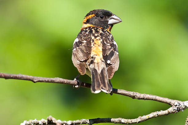 Male Black Headed Grosbeak in a Tree The Black-Headed Grosbeak (Pheucticus melanocephalus) is a medium-size seed-eating member of the finch family. They are a common summer resident in the Pacific Northwest, retreating south to Mexico in the winter. This male grosbeak was photographed in late spring at Edgewood, Washington State, USA. jeff goulden grosbeak stock pictures, royalty-free photos & images