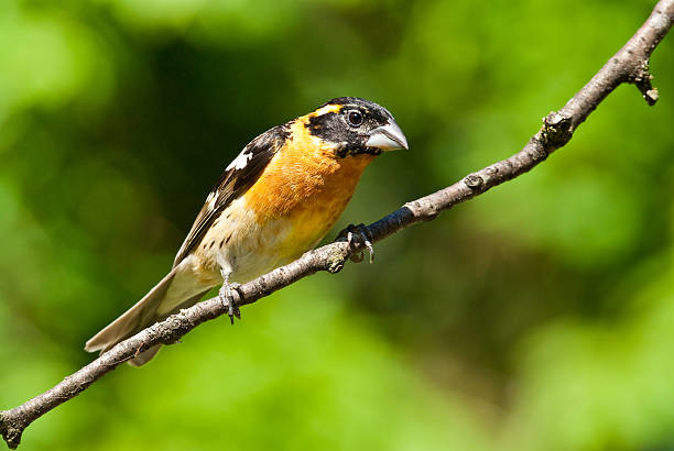 Male Black Headed Grosbeak The Black-Headed Grosbeak (Pheucticus melanocephalus) is a medium-size seed-eating member of the finch family. They are a common summer resident in the Pacific Northwest, retreating south to Mexico in the winter. This male grosbeak was photographed in late spring at Edgewood, Washington State, USA. jeff goulden grosbeak stock pictures, royalty-free photos & images