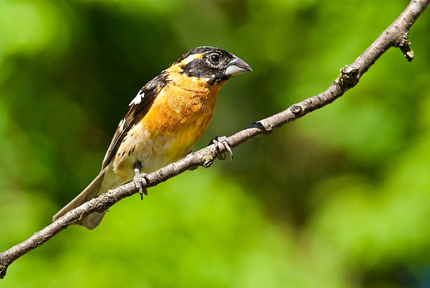 Male Black Headed Grosbeak The Black-Headed Grosbeak (Pheucticus melanocephalus) is a medium-size seed-eating member of the finch family. They are a common summer resident in the Pacific Northwest, retreating south to Mexico in the winter. This male grosbeak was photographed in late spring at Edgewood, Washington State, USA. jeff goulden grosbeak stock pictures, royalty-free photos & images