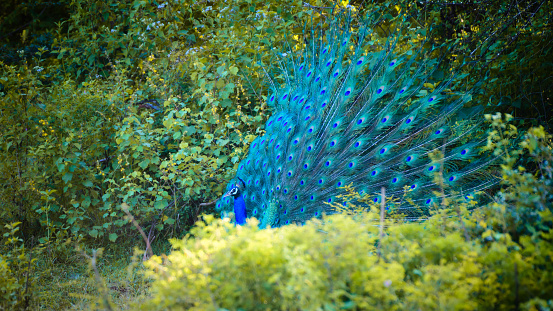 Male blue peacock dancing behind the bushes in Udawalawe national park.