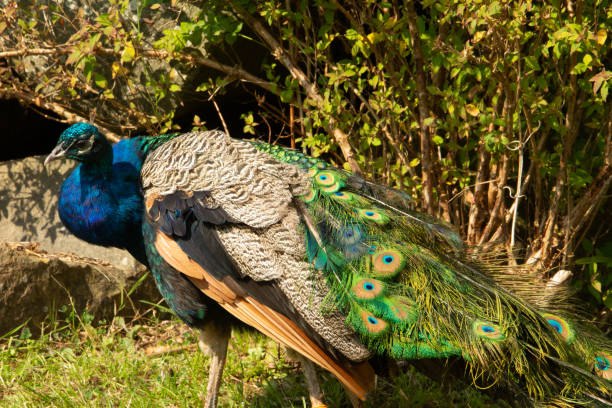 male blue peafowl stock photo