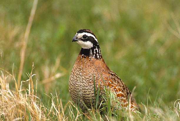 Male bobwhite quail sitting in grass stock photo