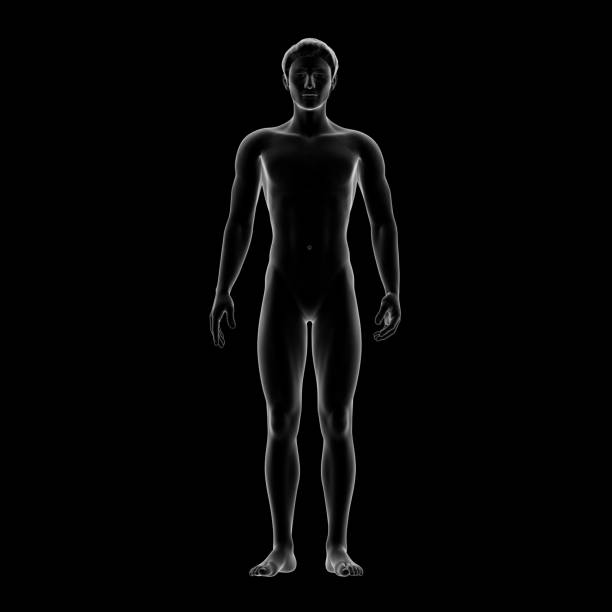 Male Body Illustration, Human stock photo
