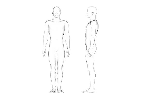 Male Body Proportions, Line Art, White Background stock photo