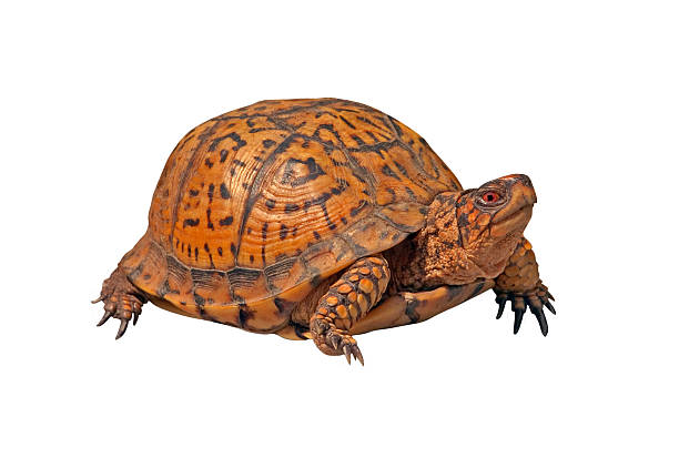 masculino tartaruga ornamentada de caixa no fundo branco - tartaruga selvagem imagens e fotografias de stock