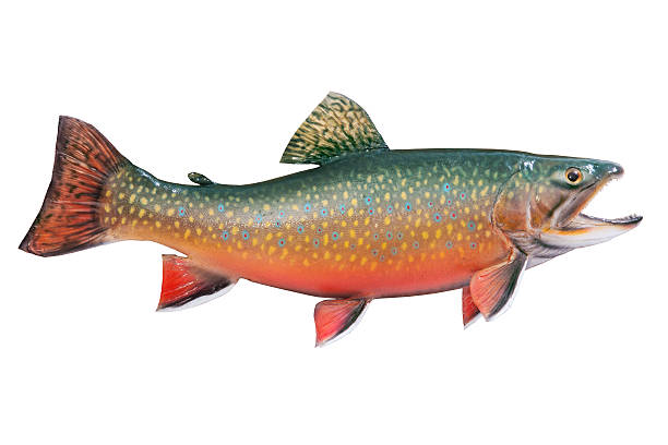 Male brook or speckled trout isolated on white A male brook or speckled trout in spawning colors isolated on a white background. Brook trout are members of the char family. brook trout stock pictures, royalty-free photos & images