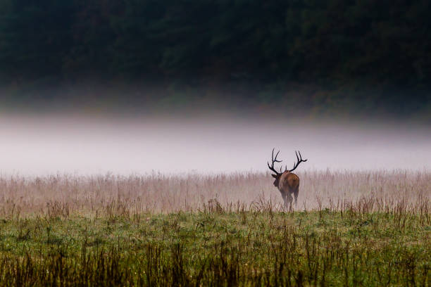 Male bull elk walks into the mist in North Carolina. stock photo