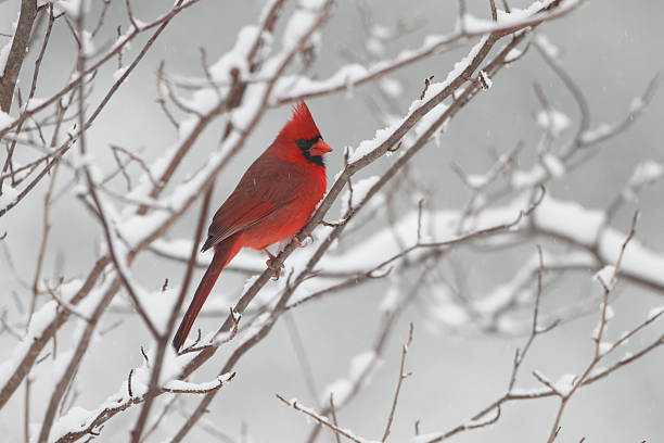 Male Cardinal in Winter stock photo