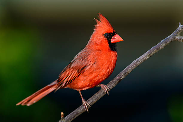 Male cardinal stock photo