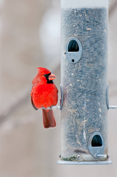 Male cardinal sits on bird feeder stock photo