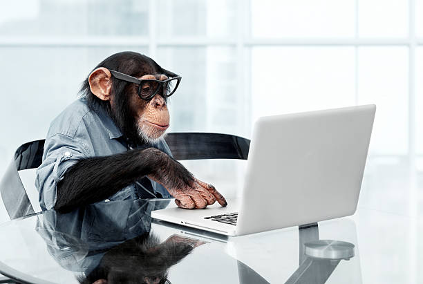 Male chimpanzee in business clothes Male chimpanzee in business clothes using a laptop monkey stock pictures, royalty-free photos & images