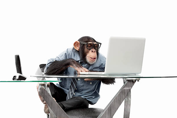 Male chimpanzee in business clothes Male chimpanzee in business clothes using a computer monkey stock pictures, royalty-free photos & images