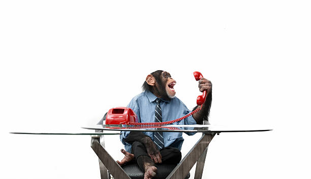 Male chimpanzee in business clothes shouting on the phone