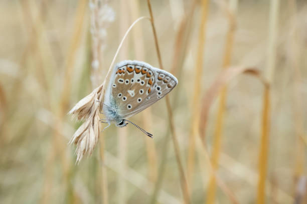 mannelijke gemeenschappelijk blue butterfly. - reigate stockfoto's en -beelden