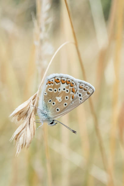 mannelijke gemeenschappelijke blauwe vlinder rustend op gras. - reigate stockfoto's en -beelden