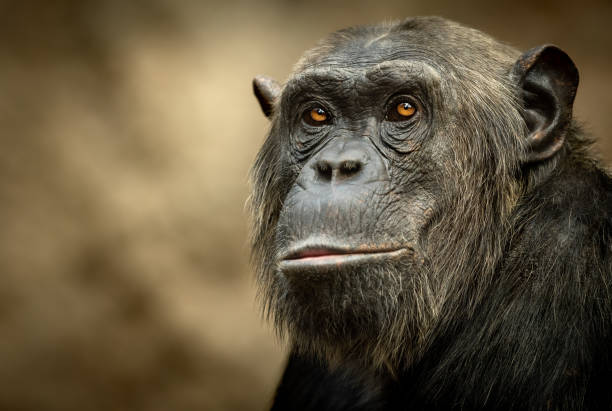 Male common chimpanzee stock photo
