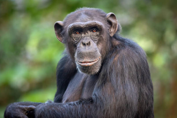 Male common chimpanzee stock photo