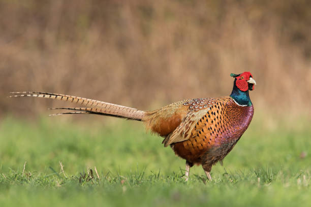 Male Common Pheasant at sunlight standing on meadow stock photo