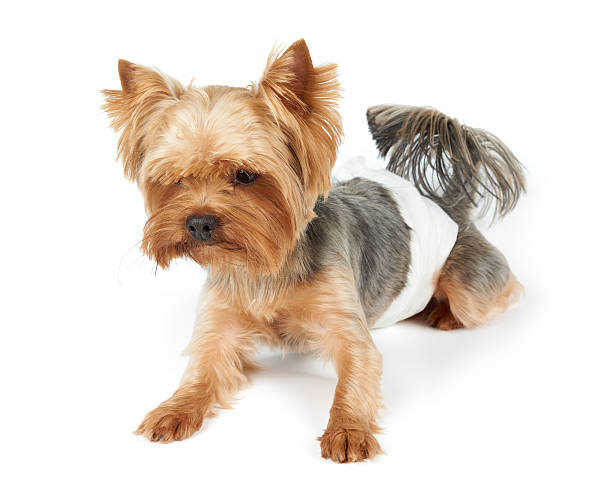 Male dog in diapers Male Yorkshire Terrier in dog diapers looks down. Isolated on white.                                yorkie haircuts stock pictures, royalty-free photos & images