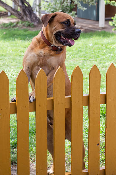 Male dog standing at yellow picket fence stock photo