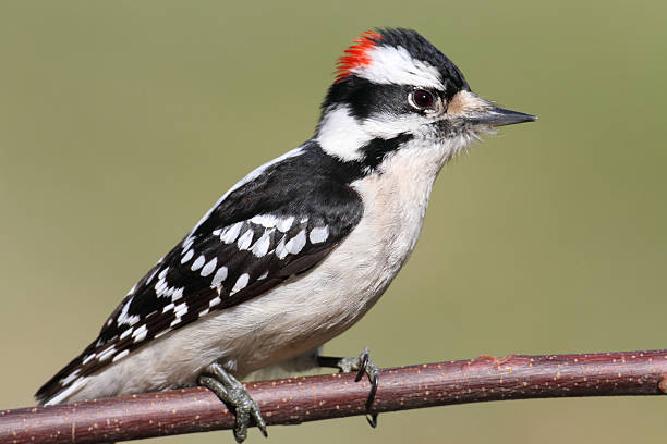 Male Downy Woodpecker (picoides pubescens) stock photo