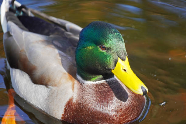 Male duck in close-up. Water bird with green-brown plumage and yellow beak stock photo