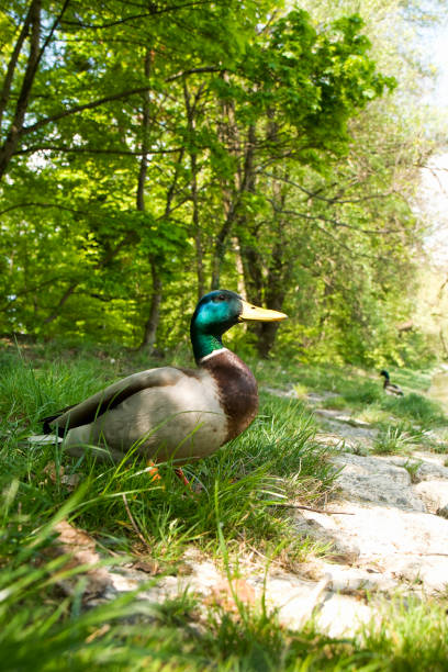 male duck The beauty of this male mallard is unsurpassed. The duck proudly looks into the distance in the green of spring. drake stock pictures, royalty-free photos & images